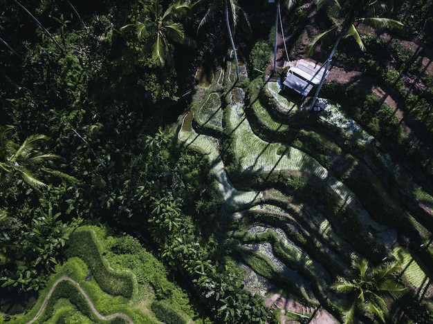 Foto gratuita toma aérea de un campo cubierto de palmeras y arbustos bajo la luz del sol