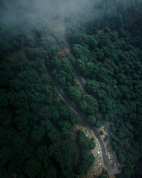 Toma aérea de una carretera en el bosque con altos árboles verdes y densos