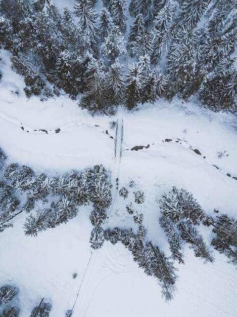 Toma aérea de una carretera rodeada de pinos con un cielo azul en invierno