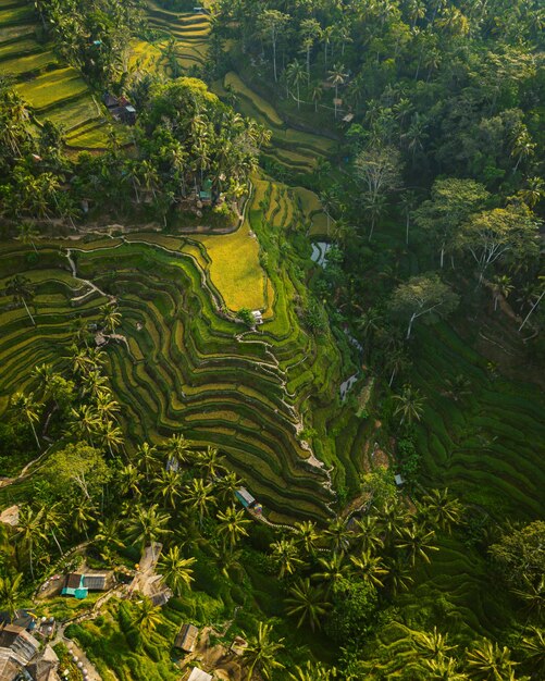 Toma aérea de las colinas de arroz rodeadas de árboles y verdes