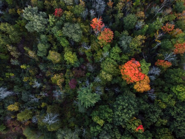 Toma aérea del colorido bosque otoñal