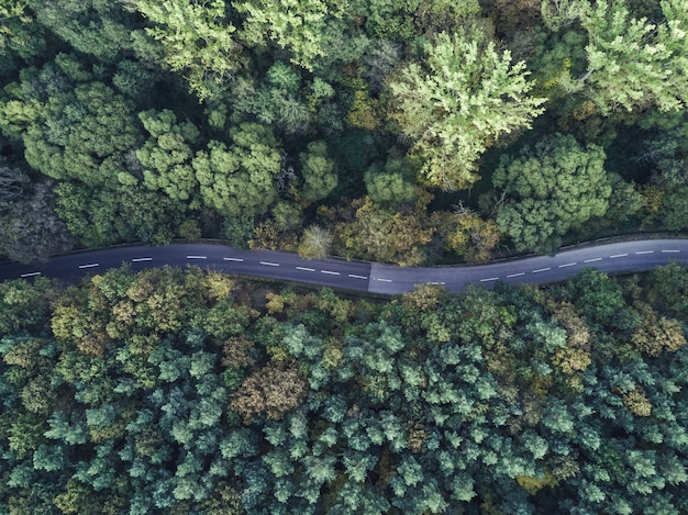 Toma aérea de una delgada carretera con curvas que atraviesa un espeso bosque