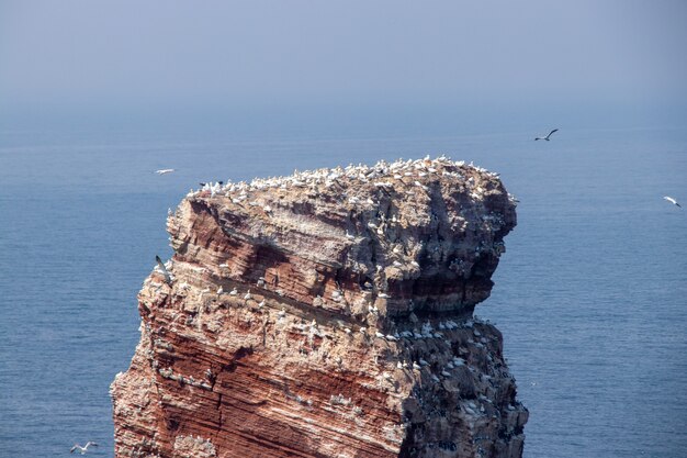 Toma aérea de una enorme isla rocosa con muchos pájaros blancos en un paisaje marino