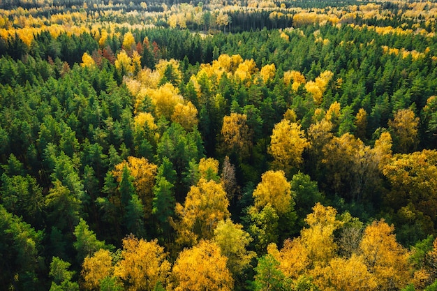 Toma aérea del hermoso bosque otoñal