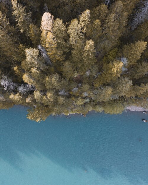 Toma aérea de hermosos árboles altos en un bosque