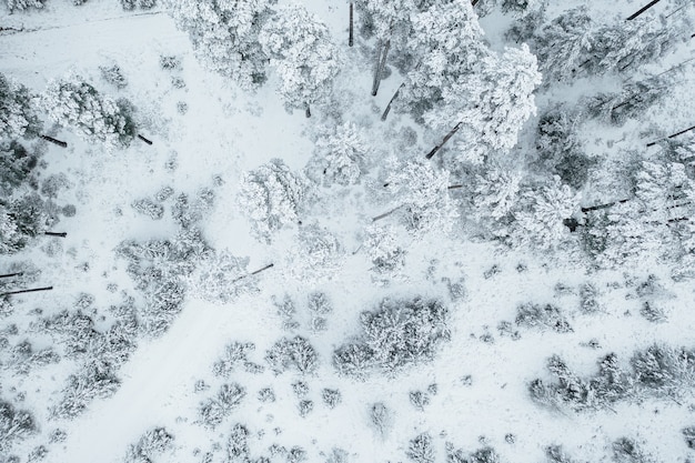 Toma aérea de los hermosos árboles cubiertos de nieve en un bosque