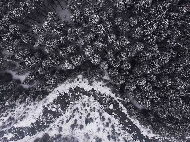 Toma aérea de los hermosos pinos nevados en el bosque