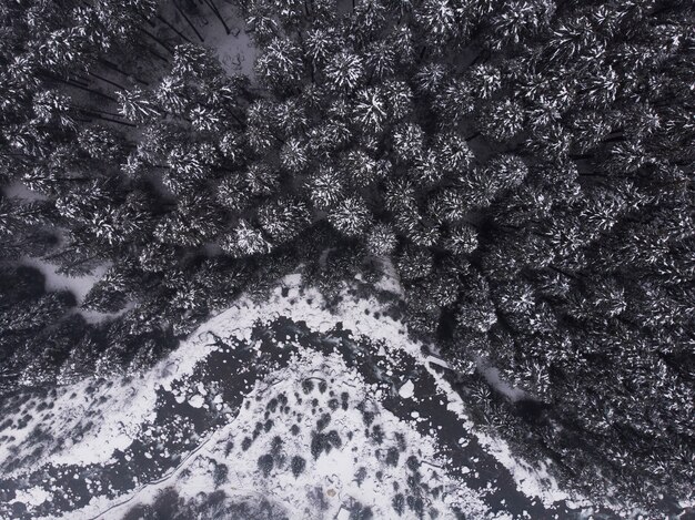 Toma aérea de los hermosos pinos nevados en el bosque