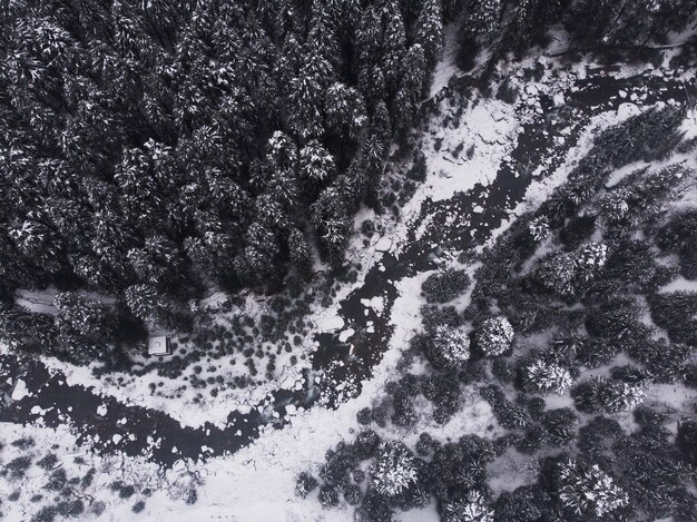 Toma aérea de los hermosos pinos nevados en el bosque