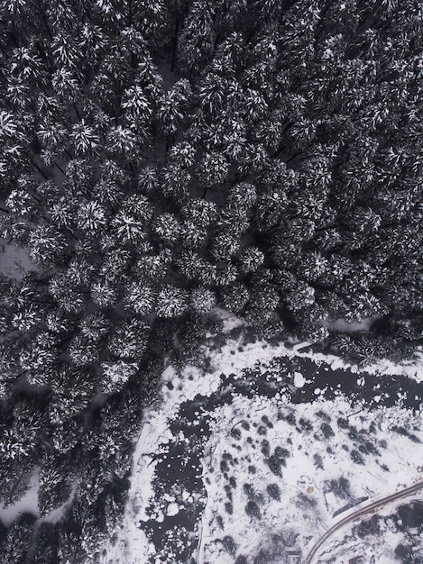 Toma aérea de los hermosos pinos nevados en el bosque