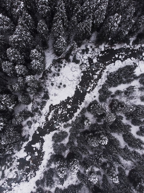 Toma aérea de los hermosos pinos nevados en el bosque