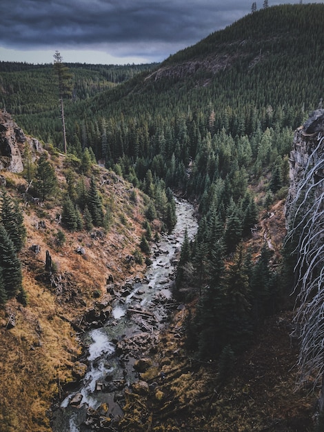 Toma aérea de un paisaje de montaña con un denso bosque y un río