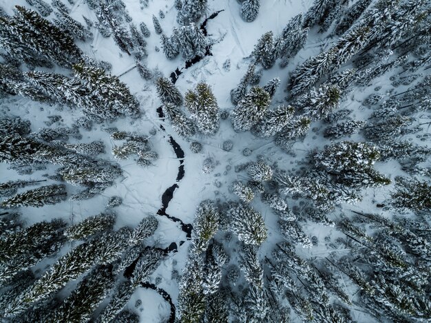 Toma aérea de pinos cubiertos de nieve