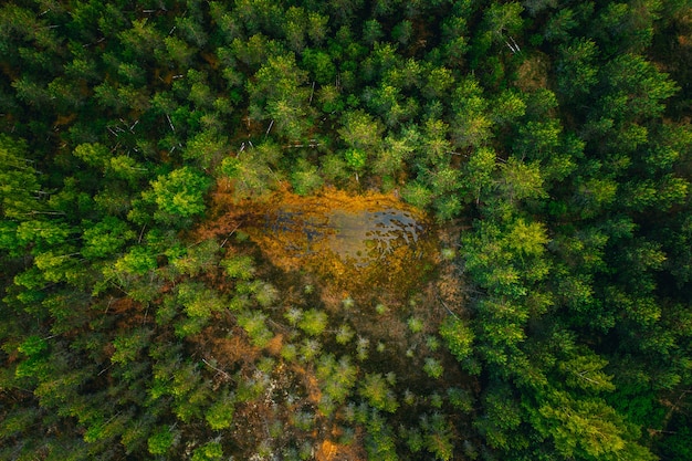 Toma aérea de una superficie de agua en medio de un bosque rodeado de altos árboles verdes