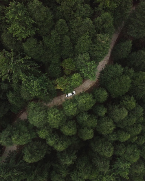 Toma aérea vertical de un automóvil a través de una carretera en el bosque con altos árboles verdes y densos