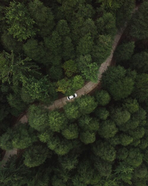 Toma aérea vertical de un automóvil a través de una carretera en el bosque con altos árboles verdes y densos