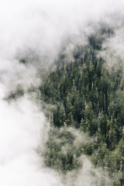 Toma aérea vertical de nubes sobre el bosque