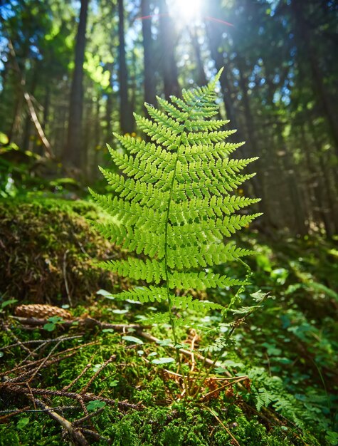 Toma detallada de una hermosa hoja de helecho iluminada por rayos de sol Los brillantes rayos de sol de primavera brillan a través de las hojas verdes de los helechos en las profundidades de un pintoresco bosque de pinos en las montañas