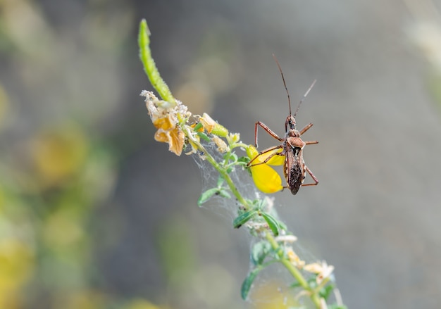 Toma de enfoque cetrino de un insecto, una especie de insecto asesino y de patas de hilo