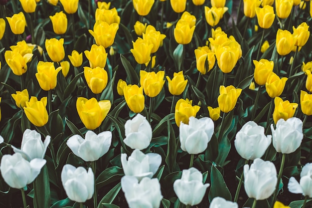 Toma de enfoque selectivo de coloridos tulipanes que florecen en un campo