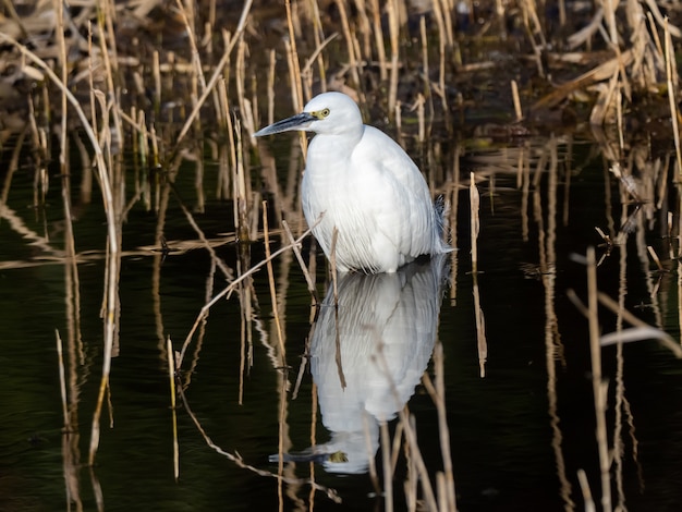 Toma de enfoque selectivo de garceta común en el lago con reflejo en el agua en el bosque de Izumi