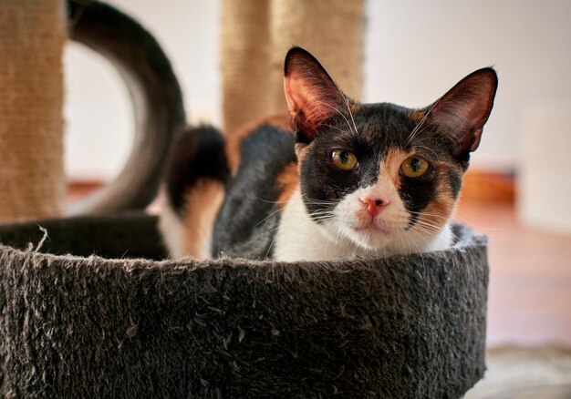 Toma de enfoque selectivo de un gato blanco y negro con manchas doradas acostado en una cama para gatos