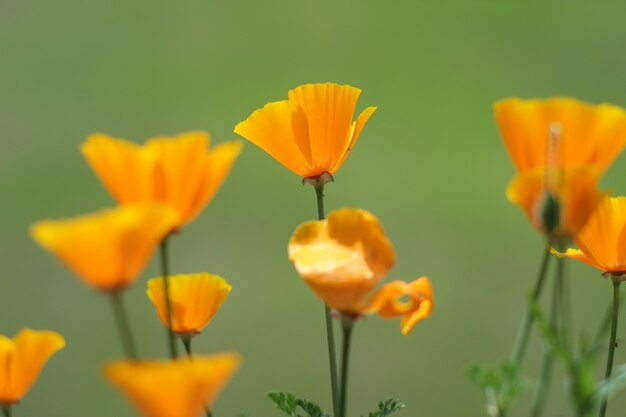 Toma de enfoque selectivo de hermosas amapolas de California amarillas con un fondo verde borroso