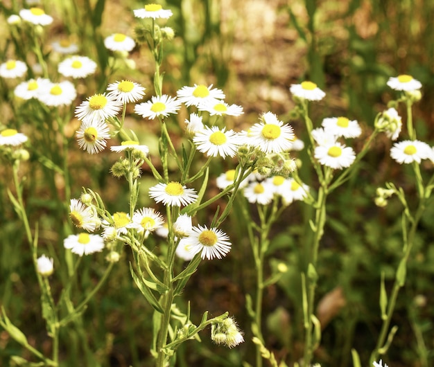 Toma de enfoque selectivo de hermosas flores de manzanilla