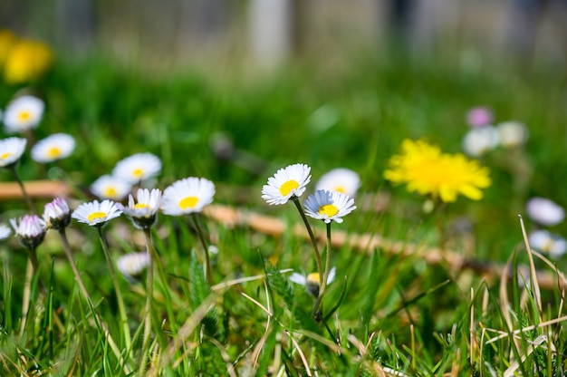 Toma de enfoque selectivo de hermosas flores de margarita blanca en un campo cubierto de hierba