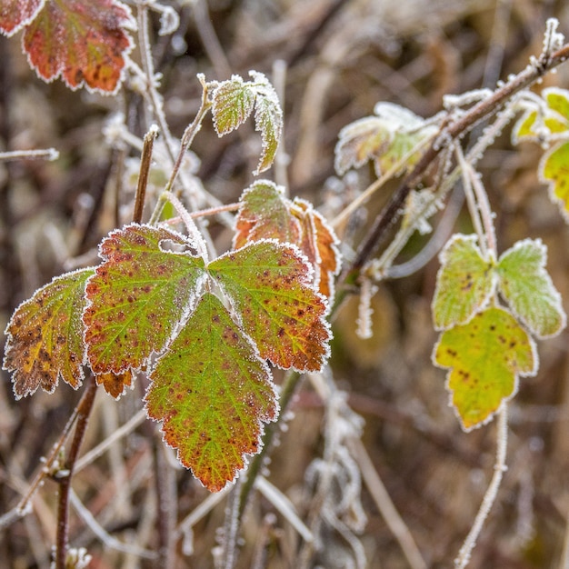 Foto gratuita toma de enfoque selectivo de hermosas hojas verdes de otoño en ramas de madera