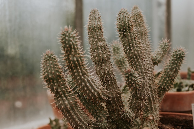 Toma de enfoque selectivo de hermosos cactus a la luz del día