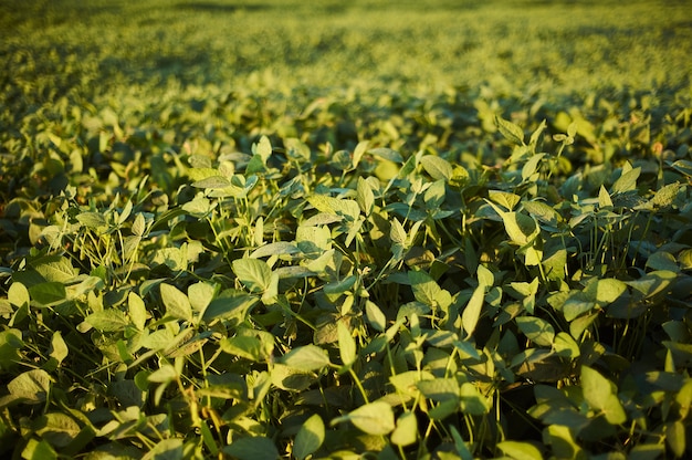 Toma de enfoque selectivo de plantas con hojas verdes en el campo durante el día