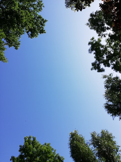 Toma enmarcada de un cielo azul claro rodeado de ramas de árboles