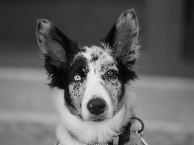 Toma en escala de grises de border collie con ojos de diferentes colores mirando a la cámara