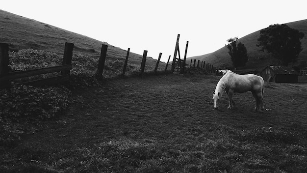 Foto gratuita toma en escala de grises de un caballo blanco pastando en un pasto