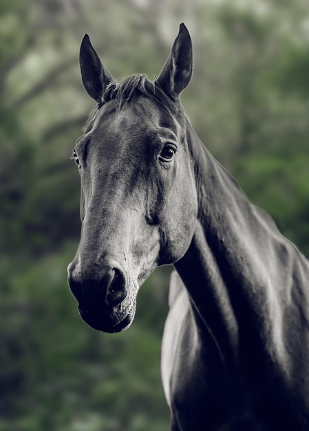 Toma en escala de grises de un hermoso caballo en el granero