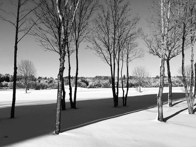 Toma en escala de grises de unos pocos árboles desnudos que crecen en el suelo nevado en un parque en invierno