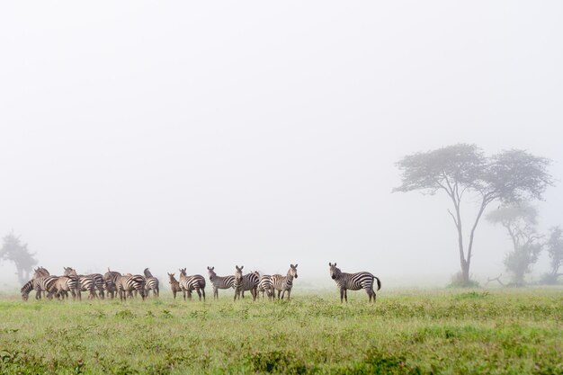 Toma escénica de tres cebras en la reserva de caza de Grumeti en Serengeti, Tanzania