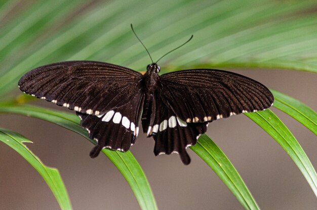 Toma de fotografía macro de mariposa negra con manchas blancas en una planta verde