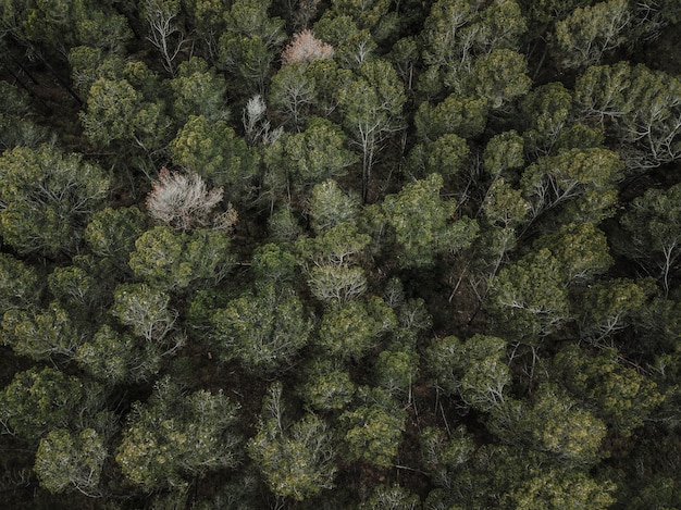 Toma de fotograma completo de árboles que crecen al aire libre