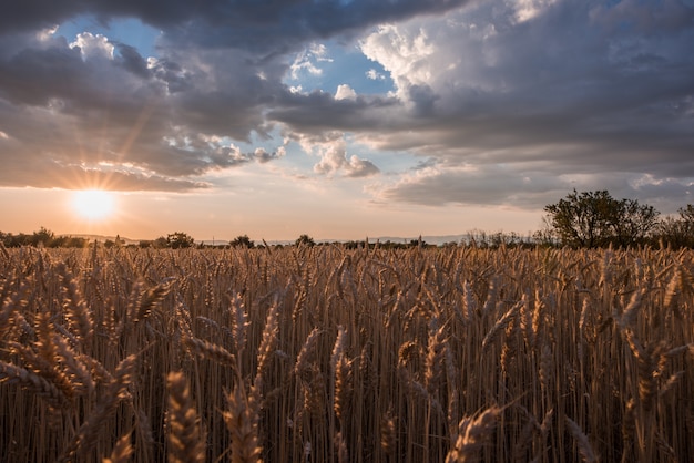 Toma horizontal de un campo de espigas de trigo en el momento de la puesta del sol bajo las nubes impresionantes