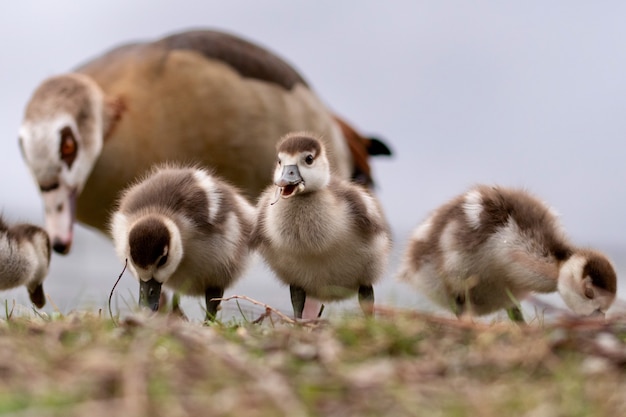 Toma horizontal de lindos patos bebé marrón con su madre en el césped durante el día