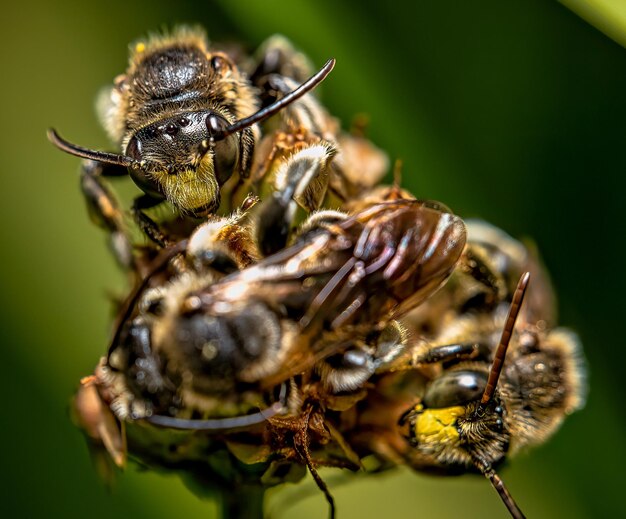 Toma macro de abejas todas reunidas en una flor al aire libre durante el día