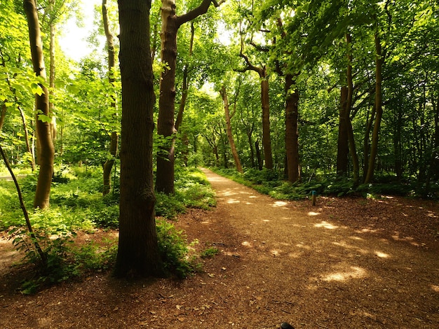 Toma de paisaje de árboles de línea de camino estrecho durante el día