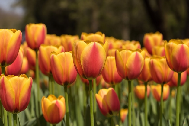 Toma de primer plano horizontal de magníficos tulipanes rosados y amarillos - difundiendo belleza en la naturaleza