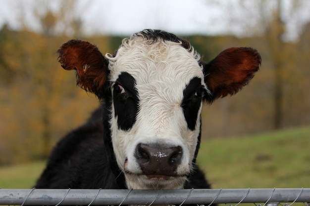 Toma de primer plano horizontal de una vaca en blanco y negro en el pasto