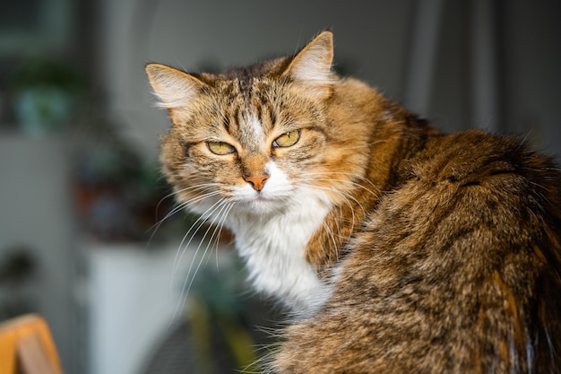 Toma selectiva de un gato esponjoso a la luz del sol