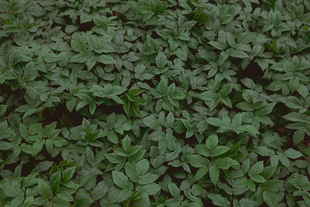 Toma selectiva de hojas de plantas perennes en primavera