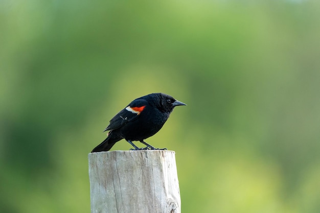 Foto gratuita toma selectiva de un mirlo de alas rojas posado en madera