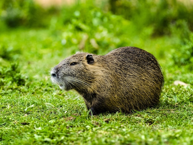 Toma selectiva de una nutria sentada en el prado cubierto de hierba